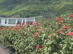 -亚龙湾国际玫瑰谷