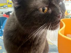 -平行世界·猫咖(首经贸店)