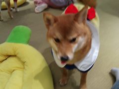 -逗柴咖啡屋·狗咖猫咖宠物桌游