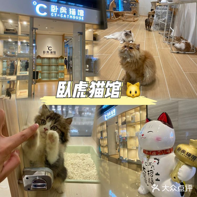 深圳探店｜一起撸猫🐱一起喵喵喵🐱