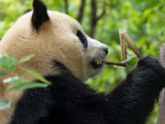 -卧龙中华大熊猫苑神树坪基地