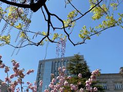 -嘉定紫藤园