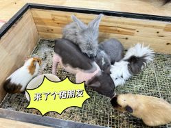 -神奇动物撸宠馆·羊驼·小浣熊·异宠(豫园店)