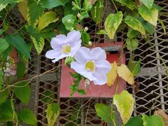 -歎雪糕低糖低脂Gelato冰淇淋