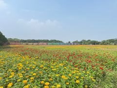 -苏州太湖西山岛开心农场