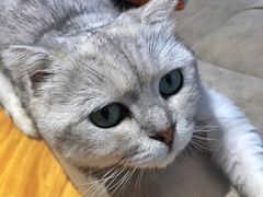 -啵啵喵·猫咖(攀华国际店)