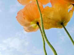 -二沙岛艺术公园