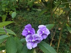 -深圳仙湖植物园