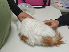 -达爱动物医院·犬猫分区·CT·复杂眼科(远洋山水分院)