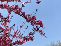 -石家庄市植物园