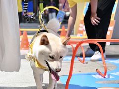 -帕帕拉兹宠物(亚洲旗舰店)