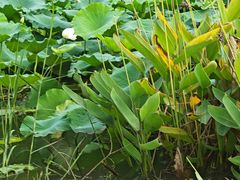 -白鹭湾湿地公园