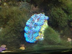 -御唐府海珊瑚主题餐厅