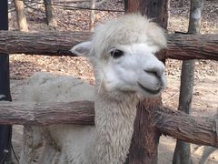 -清迈夜间动物园