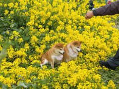 -三圣花乡旅游区
