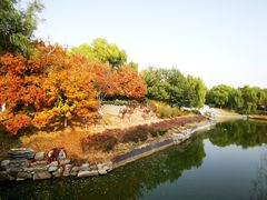 -大兴滨河森林公园