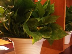 -COSTA COFFEE(新奥购物中心店)