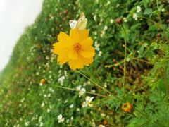 -光明小镇欢乐田园