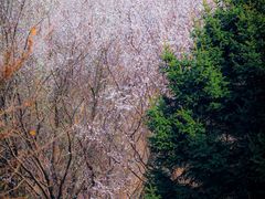 -长白岛森林公园