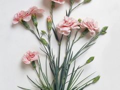 -老爆肚满五香烧牛羊肉