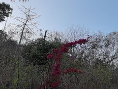 -攀枝花公园