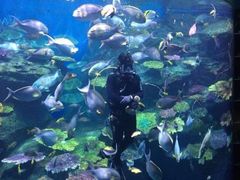 -暹罗海洋世界