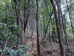 -天鹿湖森林公园
