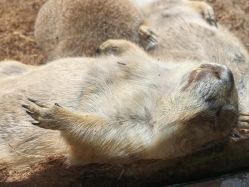 -Zoolung Zoolung动物主题公园(海信广场店)