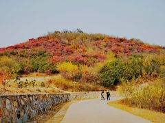 -北京西山国家森林公园