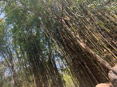 -云南勐巴娜西珍奇园