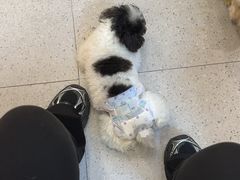 -FAELING PETS美天灵宠物(富力广场店)