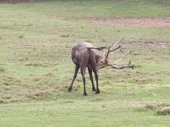 -北京麋鹿生态实验中心