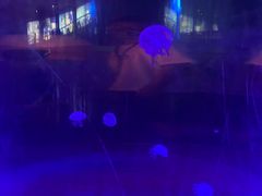 -苏州海洋馆