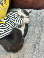 -ChenV西服礼服高级定制(市区养育巷店)