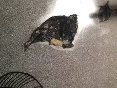 -小胖子馄饨店(洪兴路店)