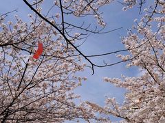 -高东镇樱花园