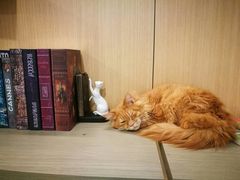 -飞行喵MR PILOT|猫舍·猫咖(静安大融城店)