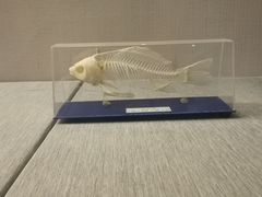 -青藏高原自然博物馆
