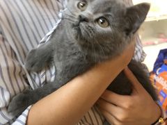 -lincat·猫舍(广州店)