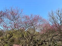 -杭州植物园