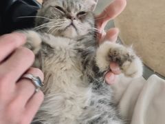 -more than meow吴止猫主题餐厅(承德 中船汇店)