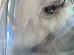 -博特宠物医院24h犬猫全科.骨科·异宠