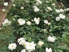 -人民公园(罗湖区)