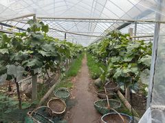 -马陆小张葡萄园农家乐