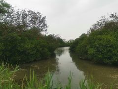 -大湾区中央湿地公园