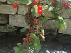 -庆岭迎宾园正宗活鱼馆