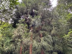 -西岭雪山大飞水景区