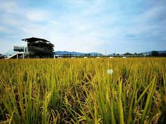 -正宗鸡饭粤香酒家(朱村店)