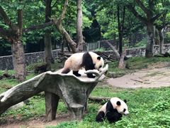 -都江堰中华大熊猫苑