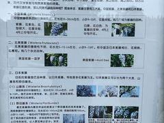 -嘉定紫藤园